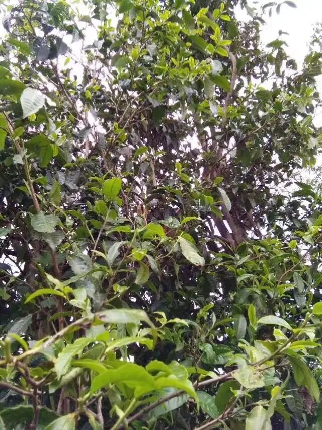 2023年那蕉古樹春茶口感怎么樣？