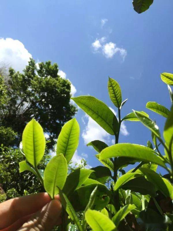 2023年南迫古樹春茶價(jià)格是多少？