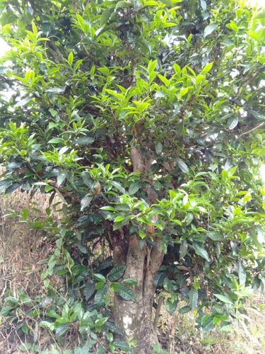 2023年壩歪古樹春茶口感怎么樣？