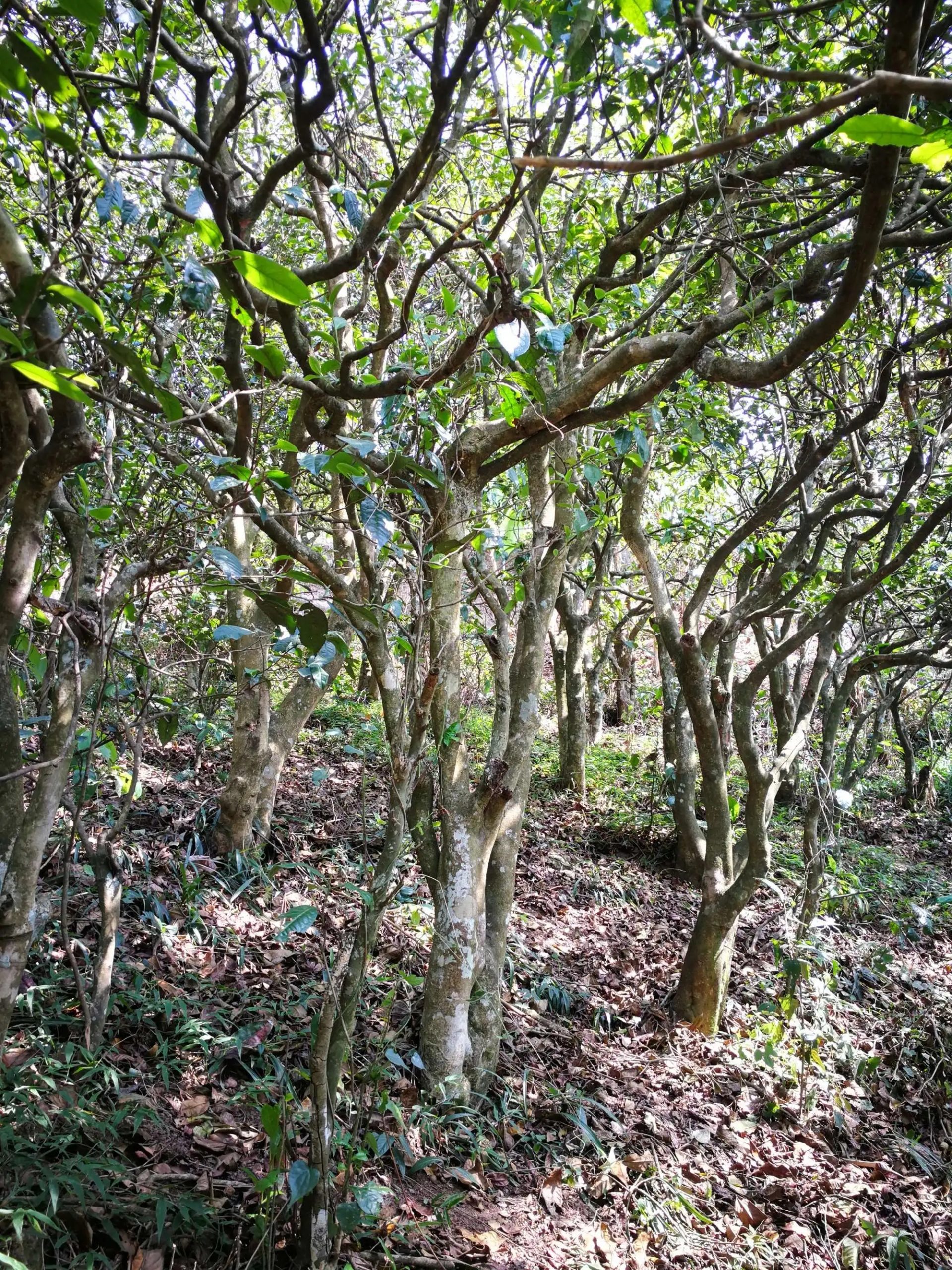 2023年糯伍古樹春茶多少一公斤？