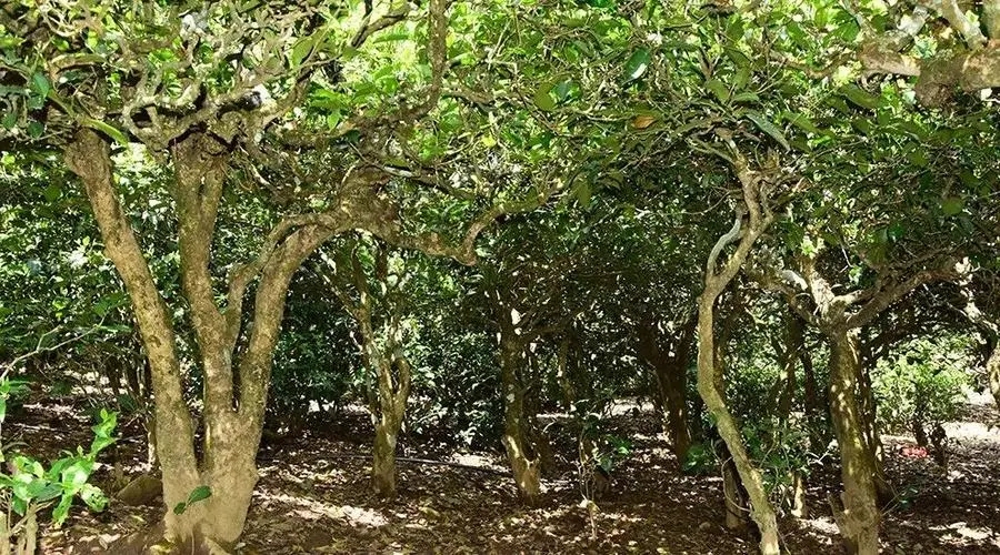 2023年勐庫大忠山古樹春茶多少錢一公斤？