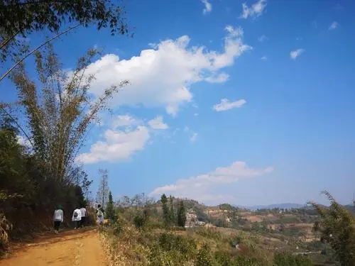 2023年勐庫豆腐寨古樹春茶特點(diǎn)是什么？