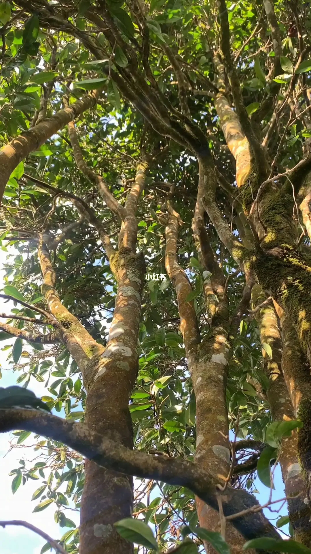 2023年勐庫河邊寨古樹春茶品質如何？