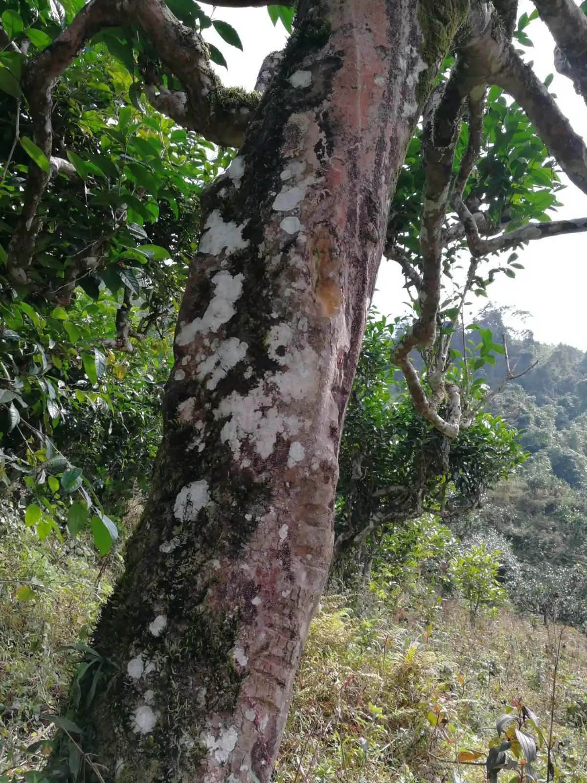 2023年麻栗坡古樹春茶特點是什么？