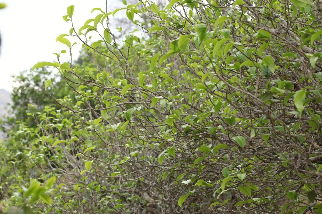 2023年鍋底塘古樹春茶多少錢一公斤?