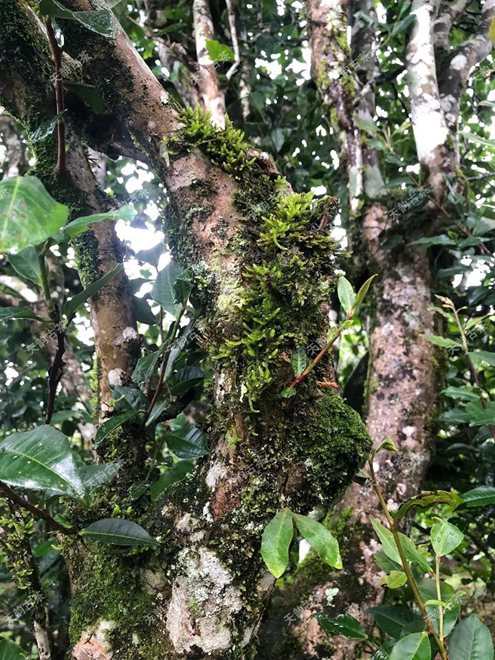 2023年永德大雪山古樹春茶品質如何？