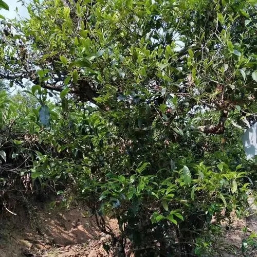 2023年永德大雪山古樹春茶口感怎么樣？