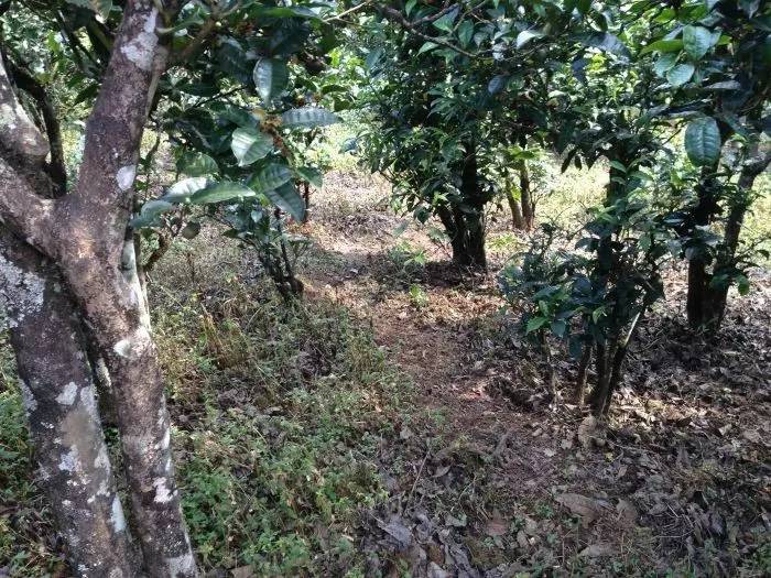 2023年永德大雪山古樹春茶價格是多少？