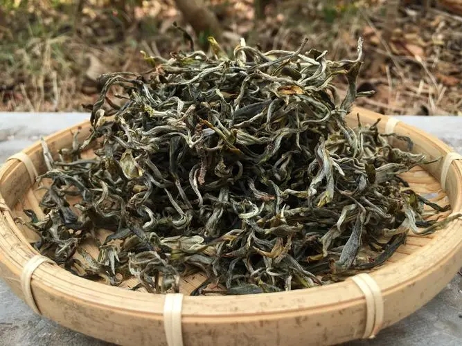 2023年易武張家灣古樹春茶品質如何？