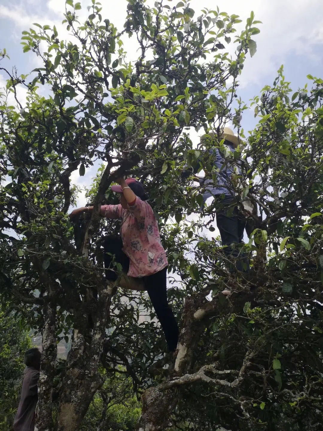 2023年寧洱擺尾箐古樹春茶特點是什么？