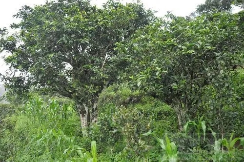 2023年鎮(zhèn)沅老海塘古樹(shù)春茶特點(diǎn) 是什么？