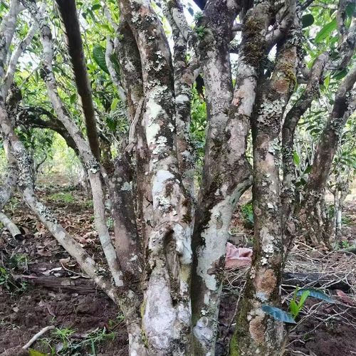 2023年鎮(zhèn)沅老烏山古樹(shù)春茶價(jià)格是多少？