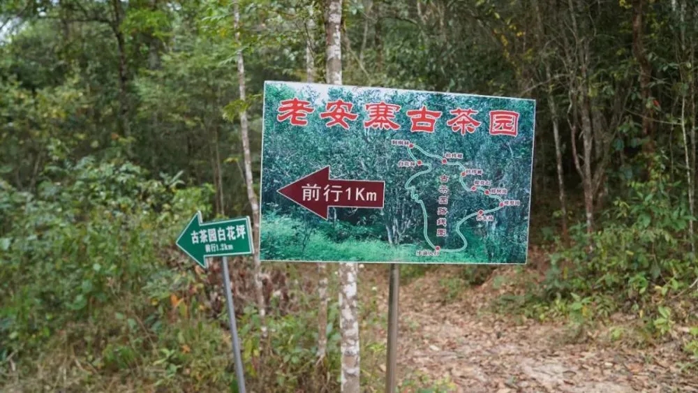 2023年普洱老安寨古樹春茶特點是什么？