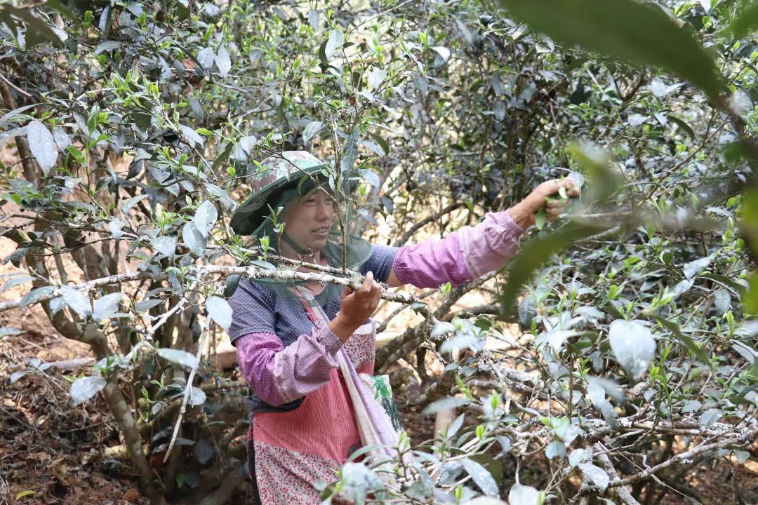 2023年普洱老安寨古樹(shù)春茶口感怎么樣？