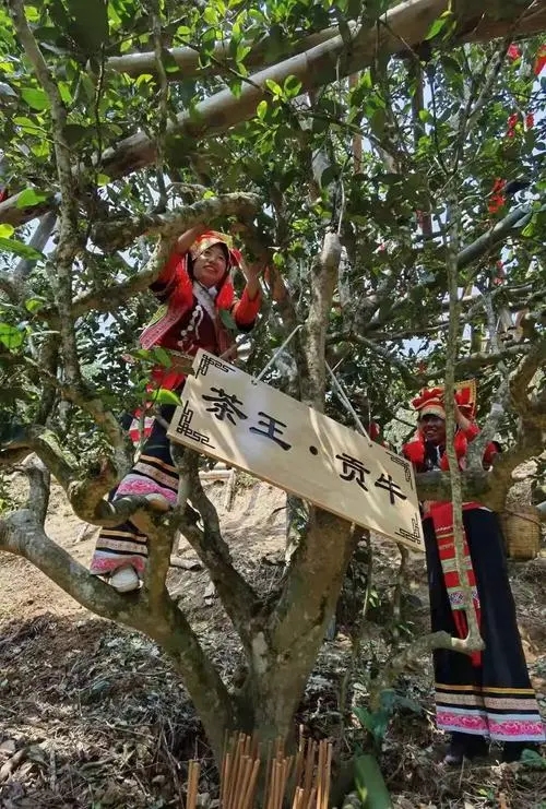 2023年普洱老安寨古樹(shù)春茶多少一公斤？