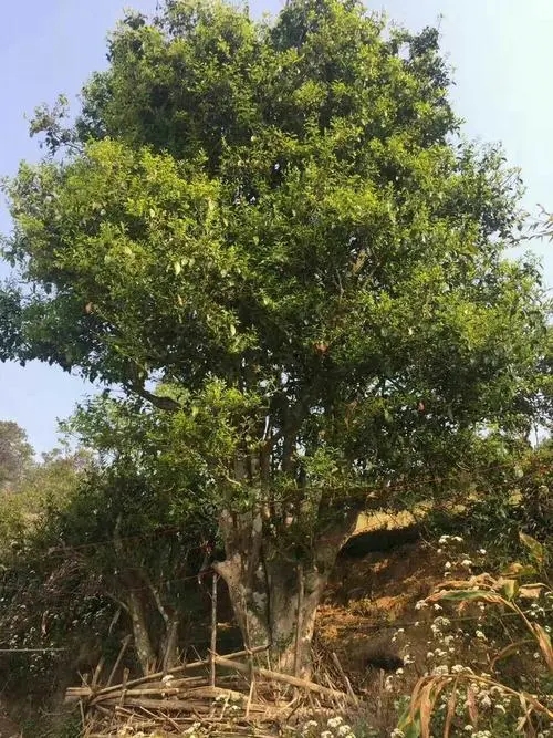 2023年千家寨古樹春茶特點是什么？