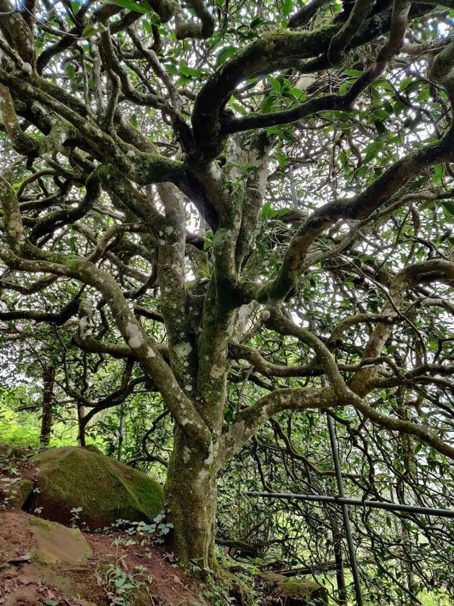 2023年千家寨古樹春茶品質(zhì)如何？