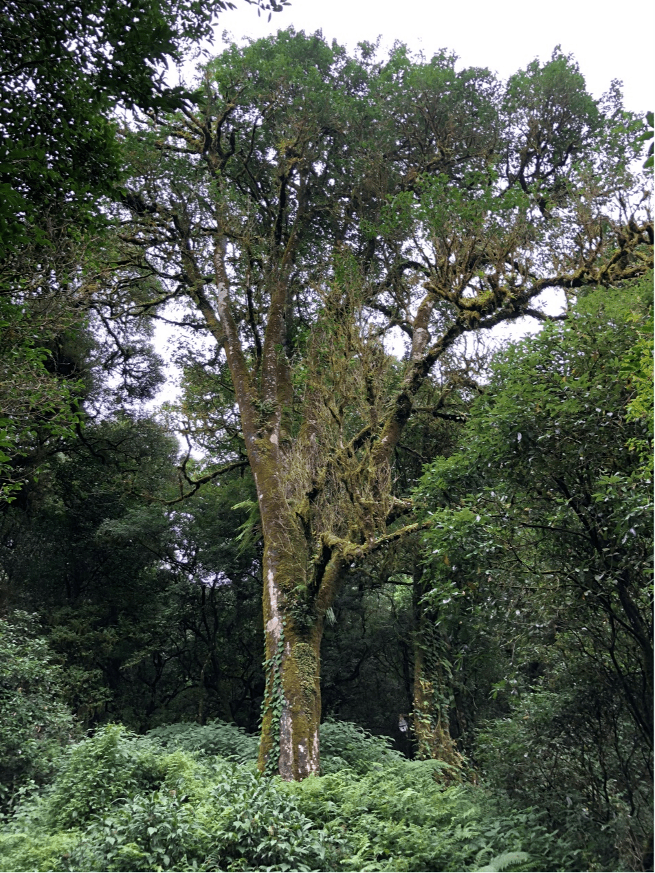 2023年千家寨古樹(shù)春茶價(jià)格是多少？