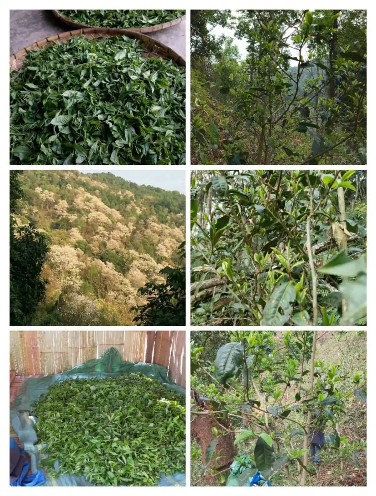 2024年曼松古樹春茶價格是多少？