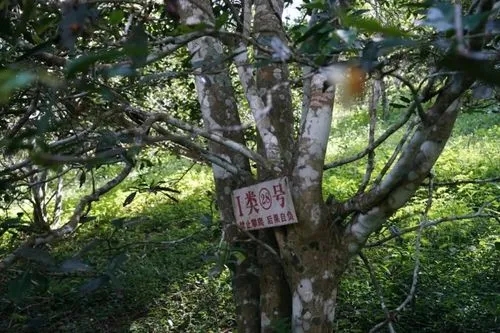 2024年薄荷塘古樹(shù)春茶特點(diǎn)是什么？