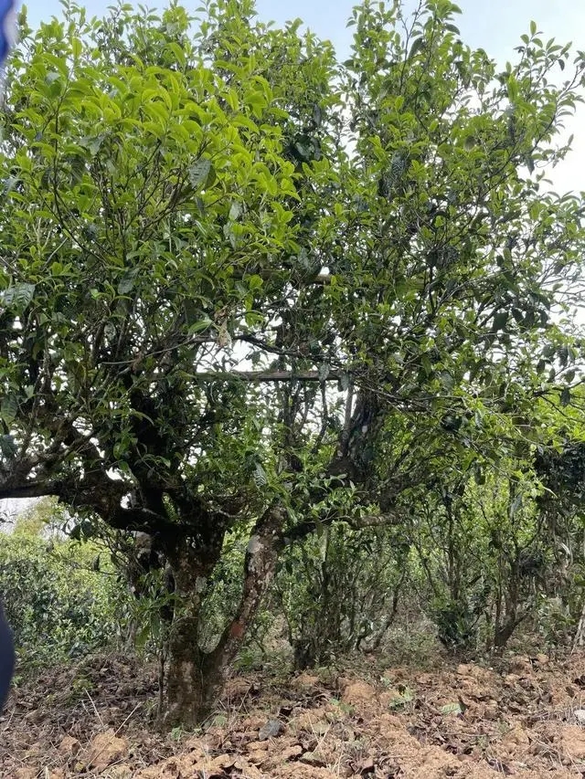 2024年薄荷塘古樹(shù)春茶價(jià)格是多少？