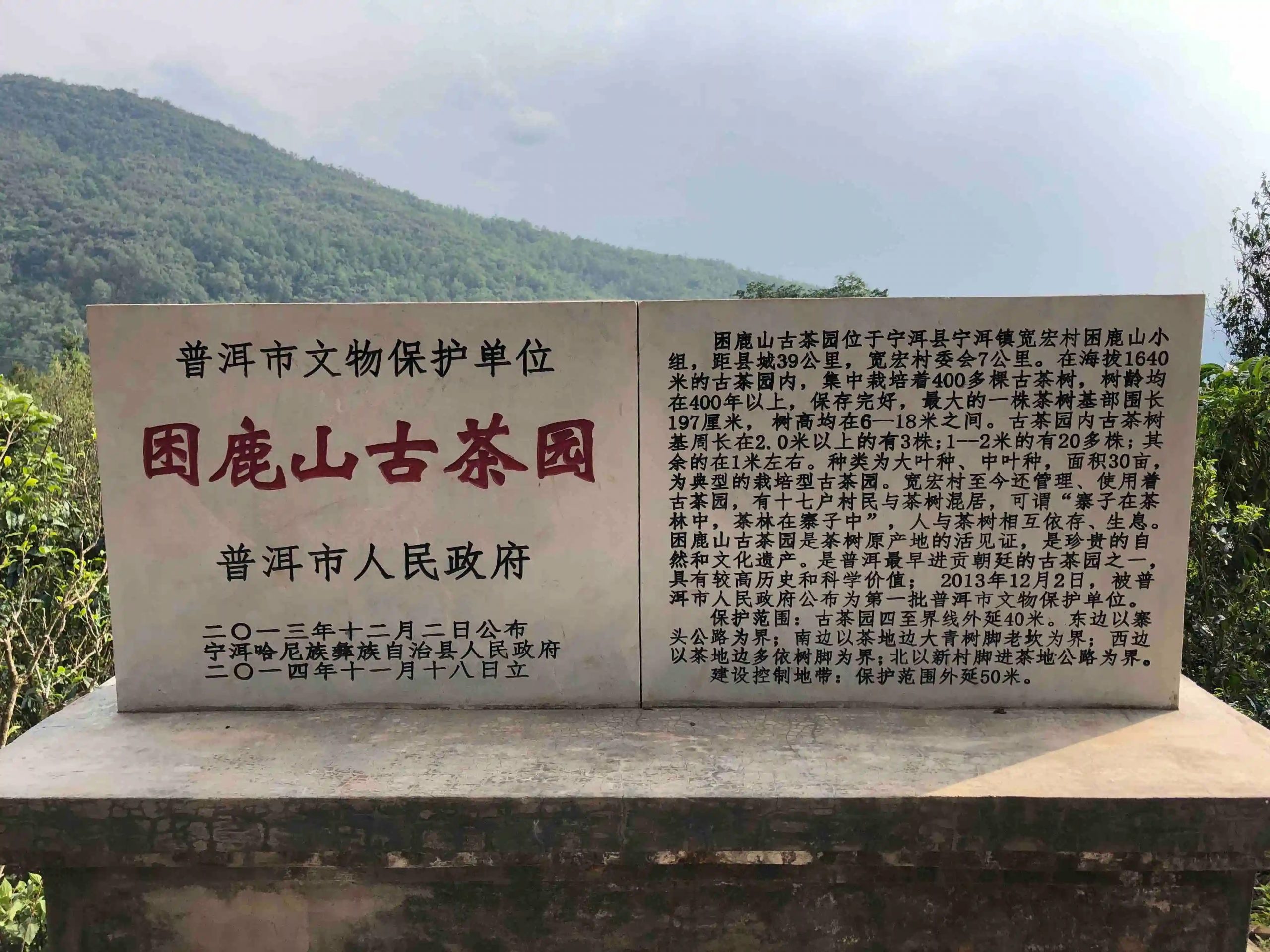 2024年困鹿山古樹(shù)春茶品質(zhì)怎么樣？