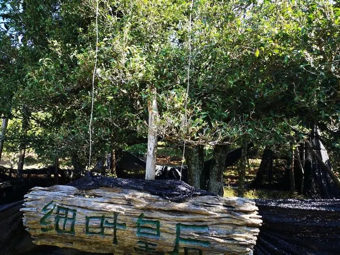 2024年困鹿山古樹春茶口感如何？