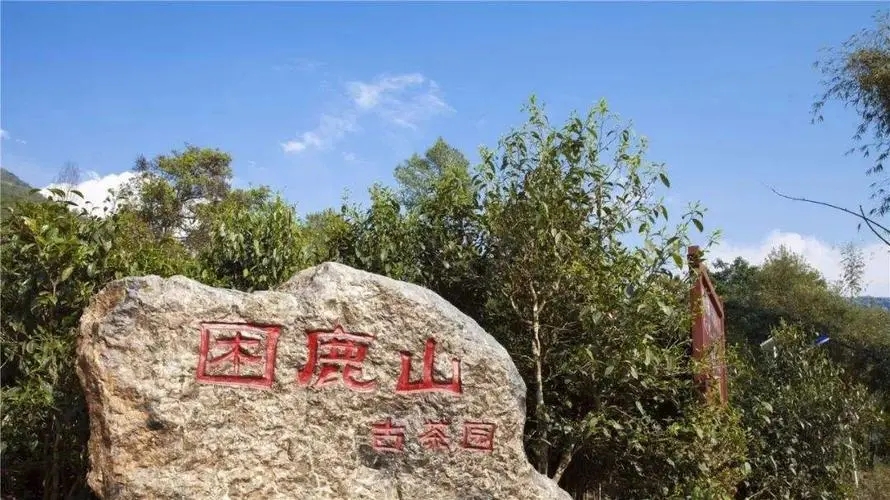 2024年困鹿山古樹春茶特點是什么？