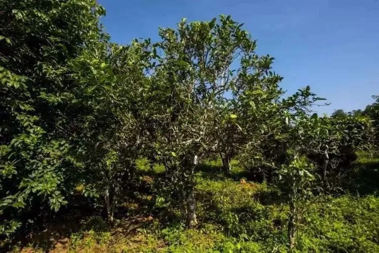 2024年迷帝古樹春茶特點是什么？