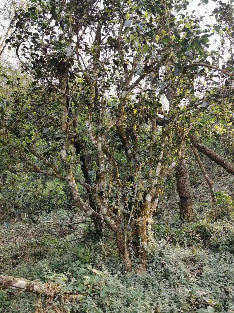 2024年迷帝古樹春茶口感如何？