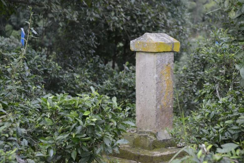 2024年迷帝古樹春茶價格是多少？