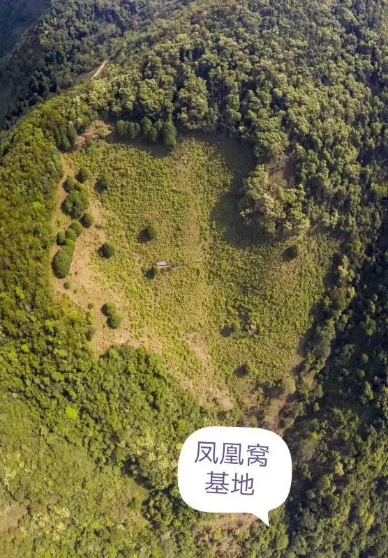 2024年墨江鳳凰窩古樹春茶口感如何？