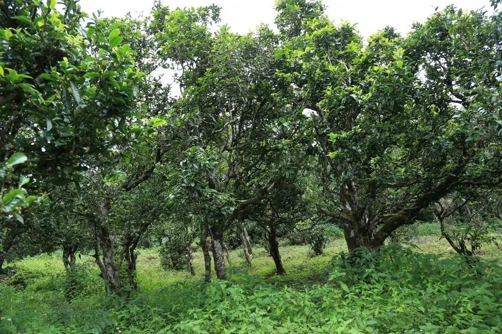 2024年昔歸古樹春茶價格是多少？