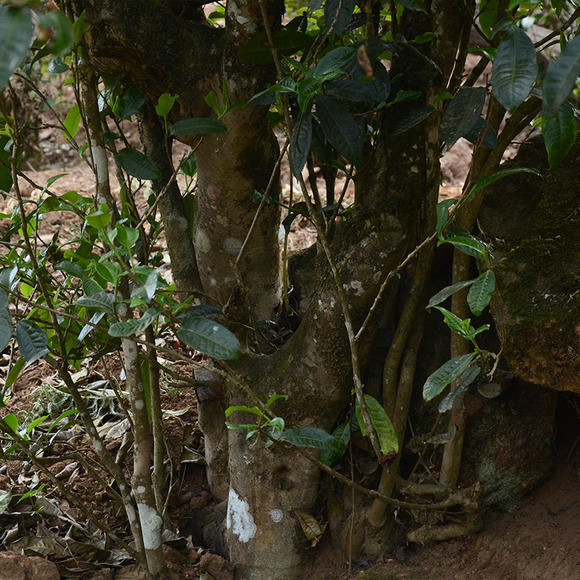 2024年磨烈古樹春茶口感怎么樣？