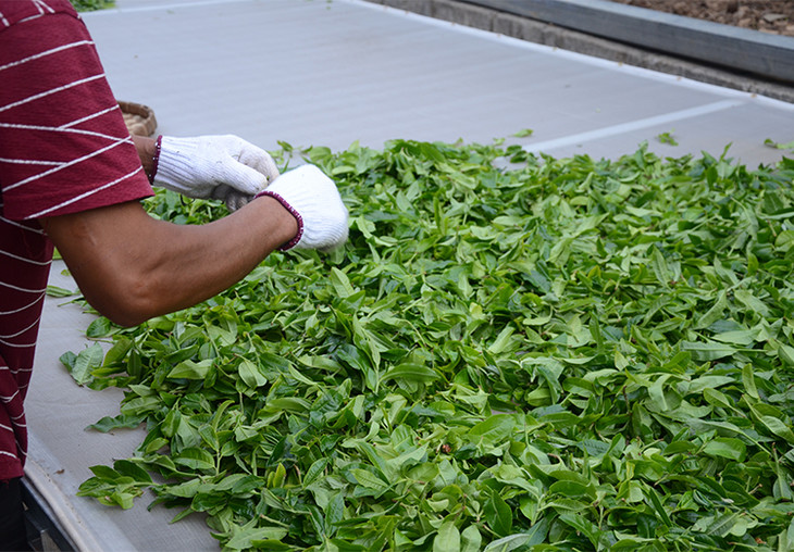 2024年磨烈古樹春茶特點是什么？