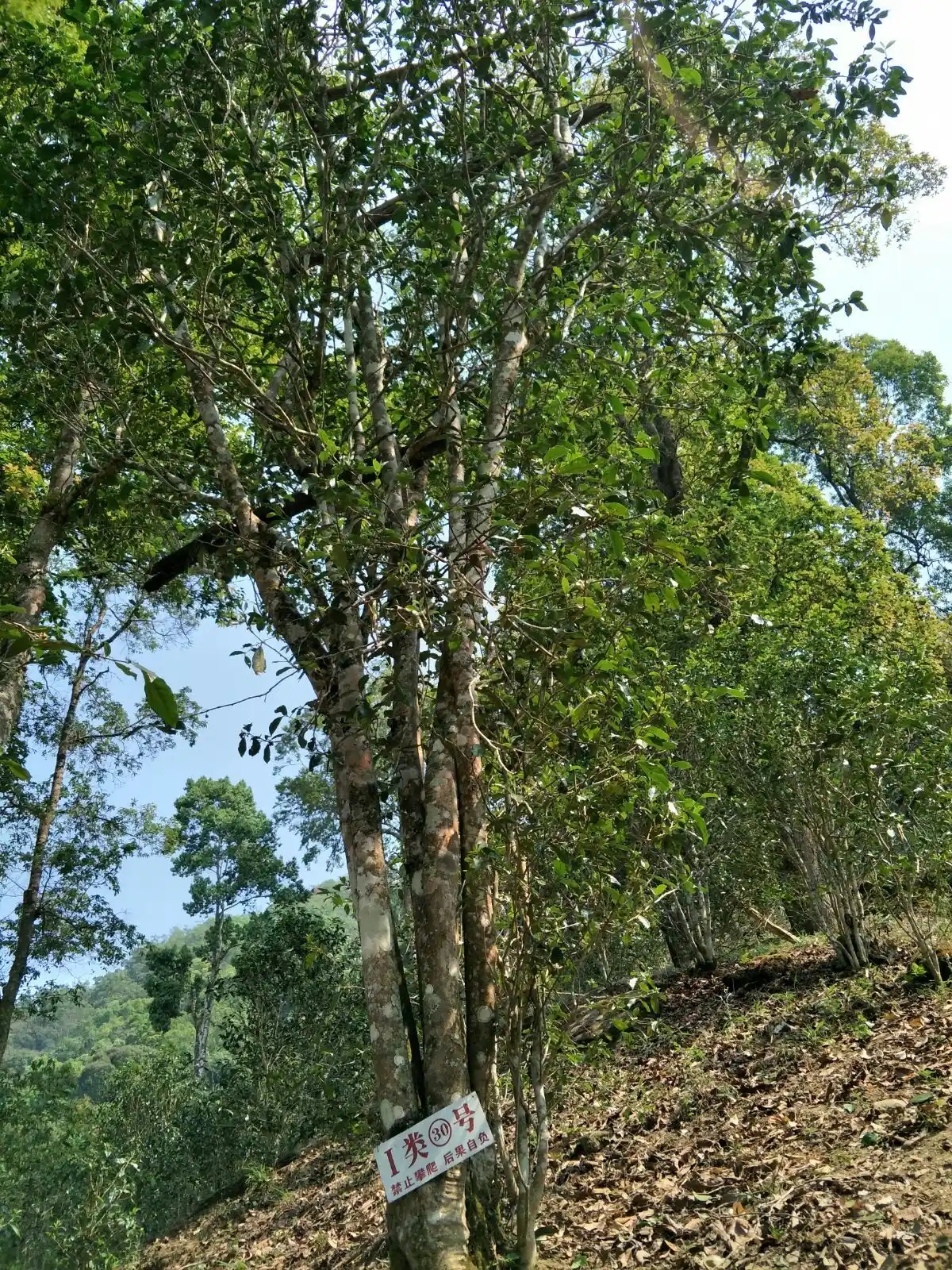 野境王者、普洱巔峰！薄荷塘成為普洱無冕之王的十大原因