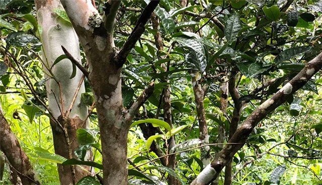 2025年易武古樹春茶品質(zhì)怎么樣？