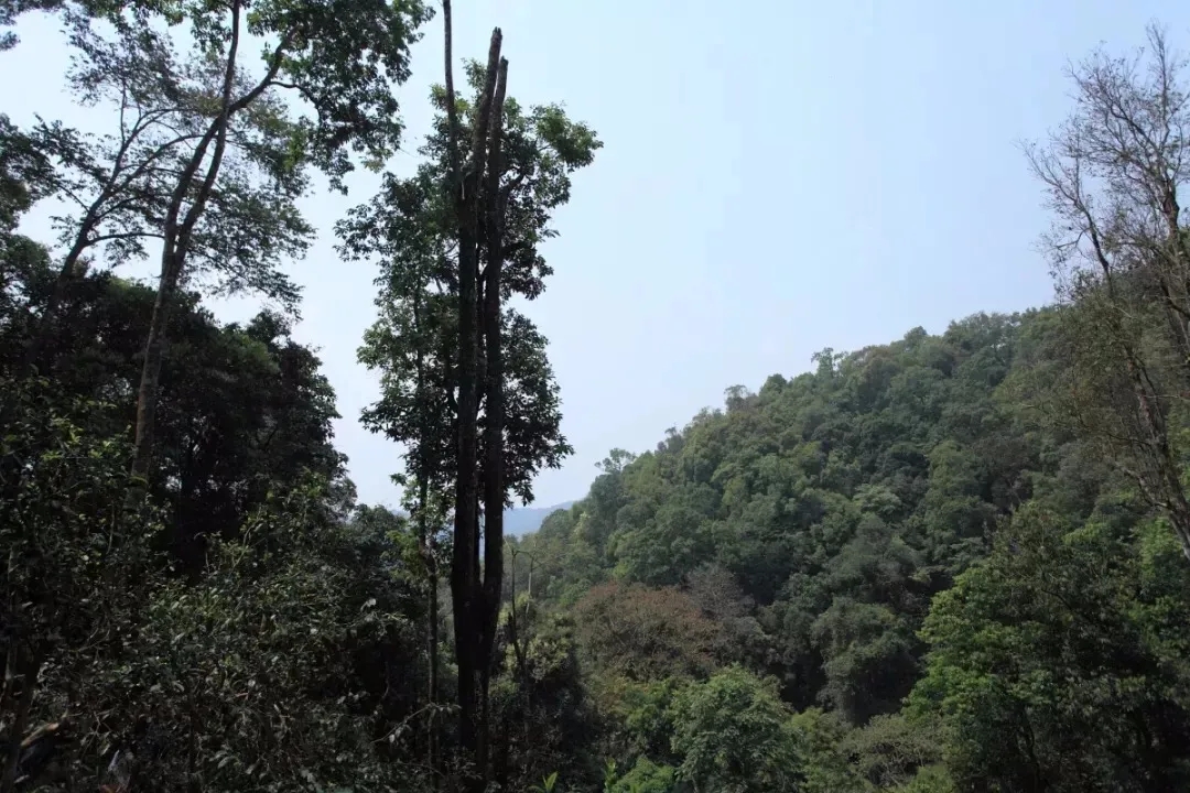 2025年易武古樹春茶多少錢一公斤？